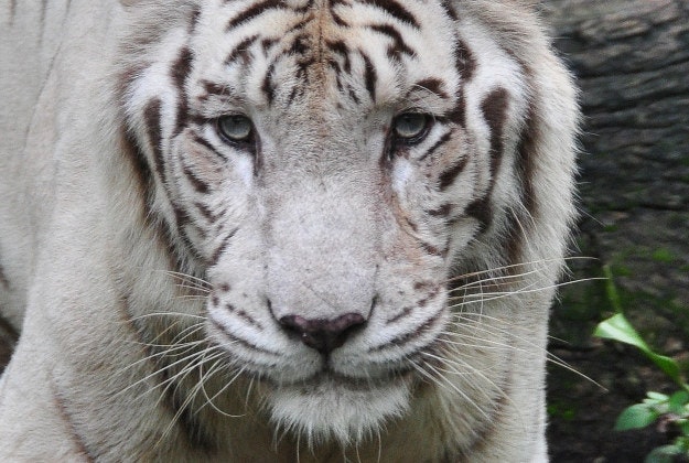 Escaped white tiger mauls man in Tbilisi.