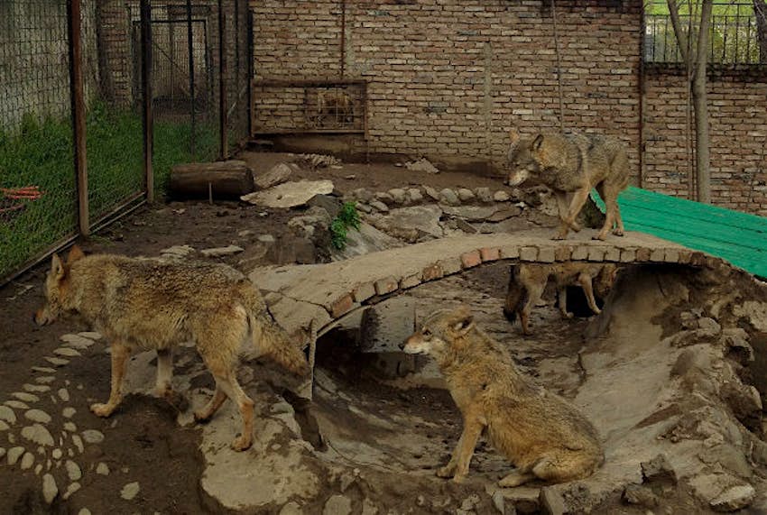 Travel News - Wolves Wolves in Tbilisi zoo, now believed to be on the loose.
