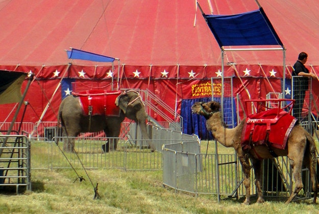 Hesse to ban circuses that keep wild animals.