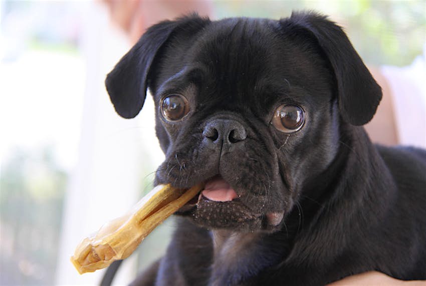 Travel News - dog treat Stockholm is now catering to its up market pooches.