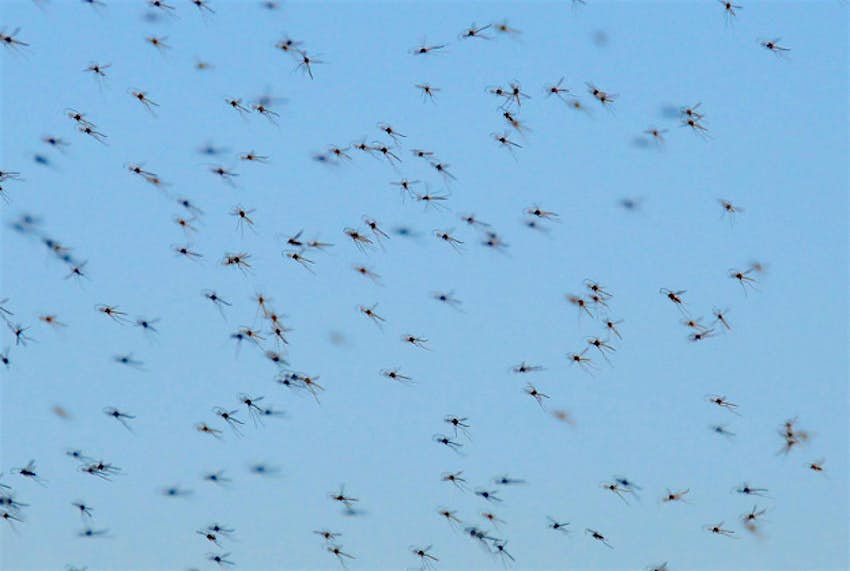 Travel News - midge1 Swarms of midges eating into Scottish tourism returns