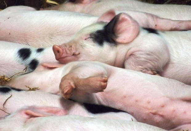 Piglets snapped while sleeping but hundreds escaped in Ohio crash.