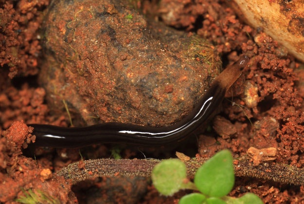 A Terrestrial ribbon worm.