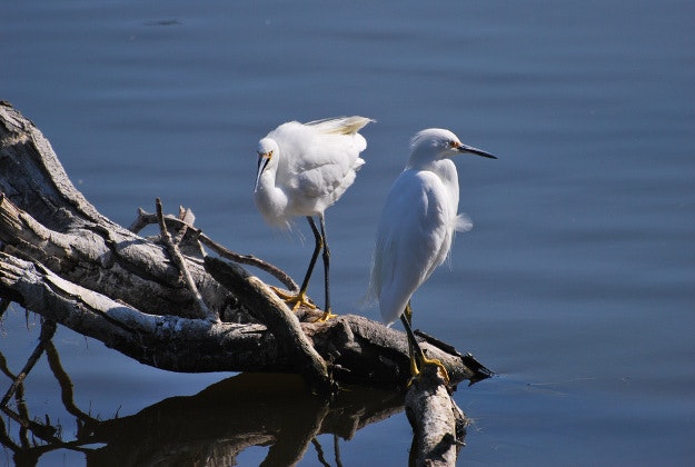 A pair of snowy egrets.