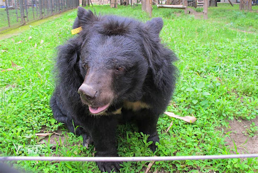 Travel News - Asian black bear An Asian black bear.