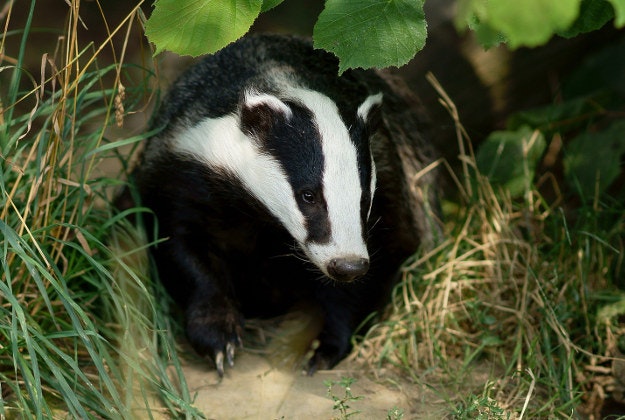 Badger on the mend after stealing and drinking seven beers.