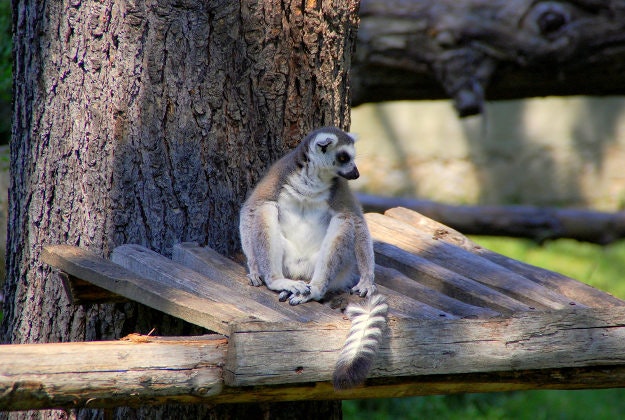 A lemur chills out at Rome' Bioparco zoo.