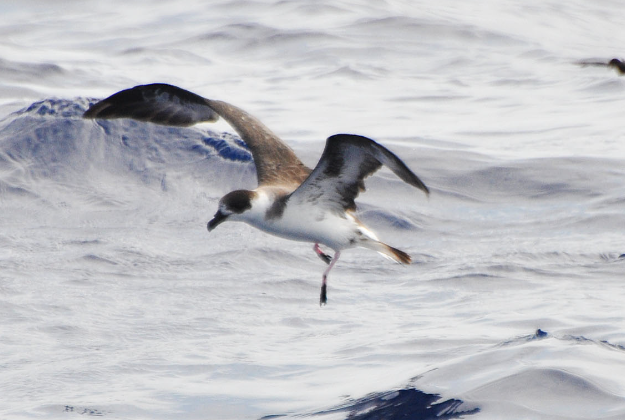 Black-capped petrel was thought to be extinct in Domenica.