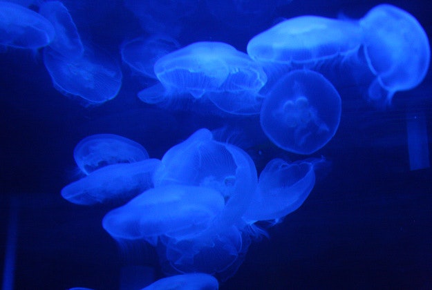 Blue jellyfish.