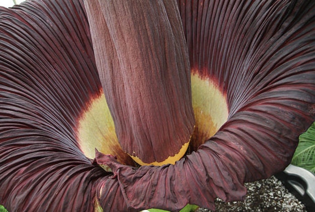 Corpse plant.