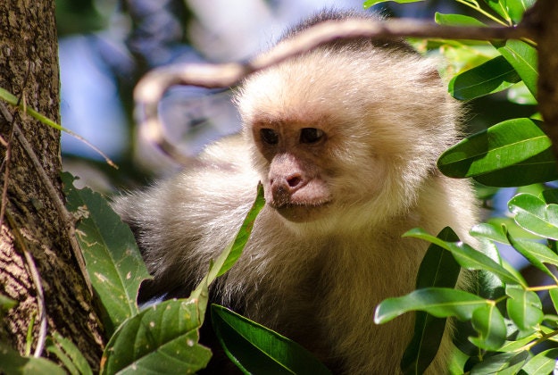 A Costa Rican white-faced capuchin.