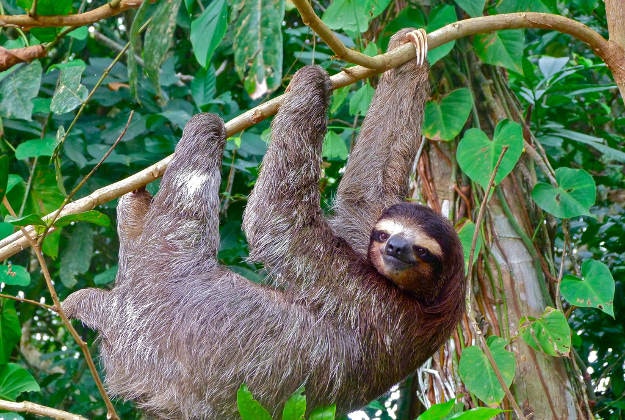 A sloth hanging out in Costa Rica.