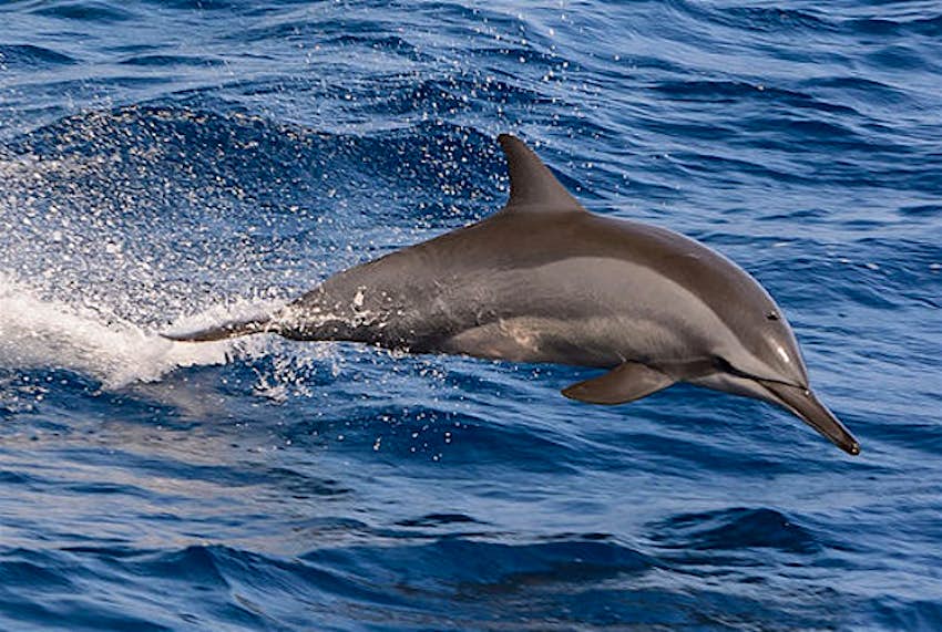 Travel News - Dolphins Alessandro Caproni Outrage over Bali dolphins.