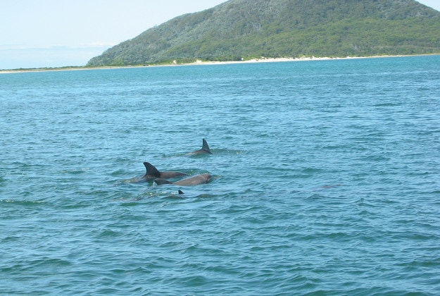 Dolphins in Port Stephens.
