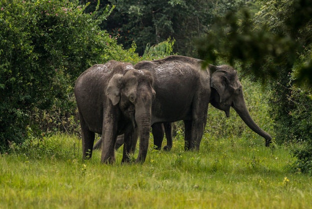 Elephants grazing in Wayanad, Kerala.