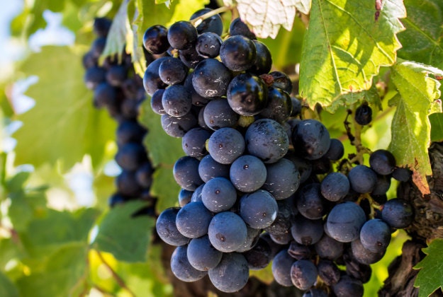 Japanese auction house sells grapes for over $8000.