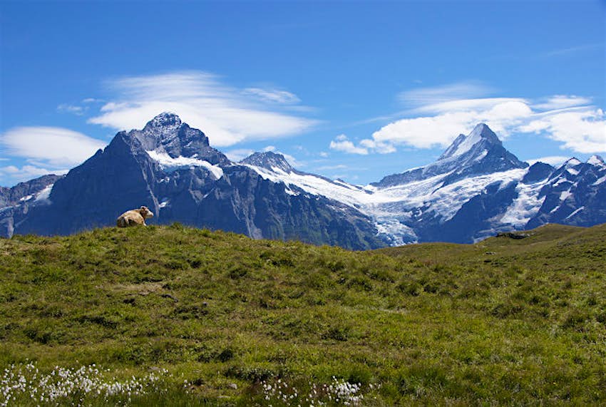 Travel News - Grindelwald-First Grindelwald-First, Switzerland.
