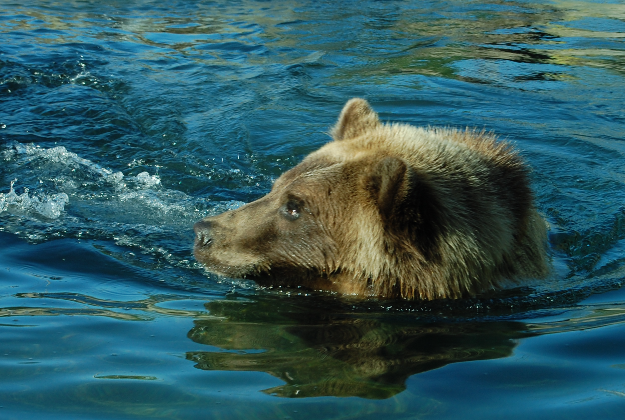 A grizzly bear at Minnesota Zoo.