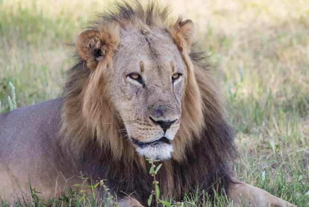A lion in the Hwange national park.