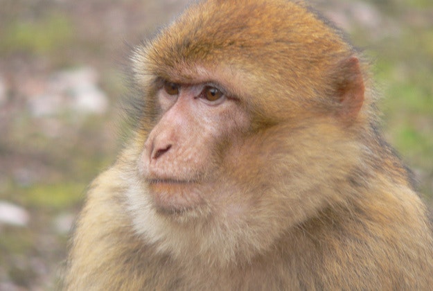 Mischievous monkey steals empties tourists wallet over temple devotees in India.
