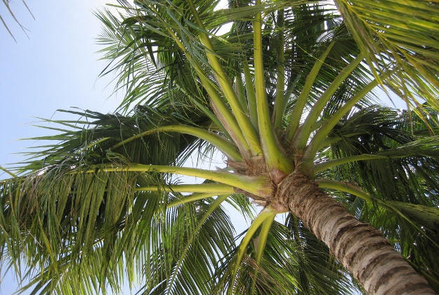 A palm tree in the Maldives.