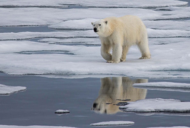 A polar bear roams Svalbard.