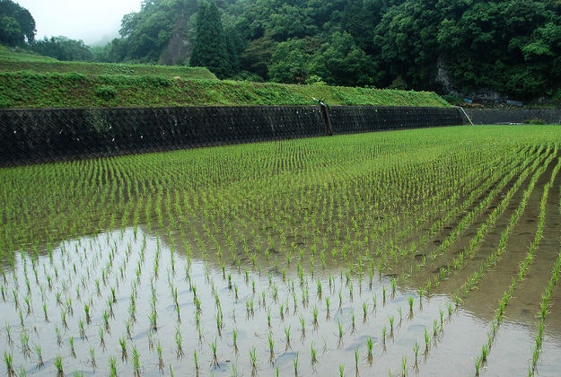 A rice paddy field in Japan. 