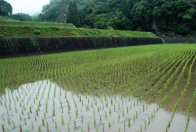 A rice paddy field in Japan.