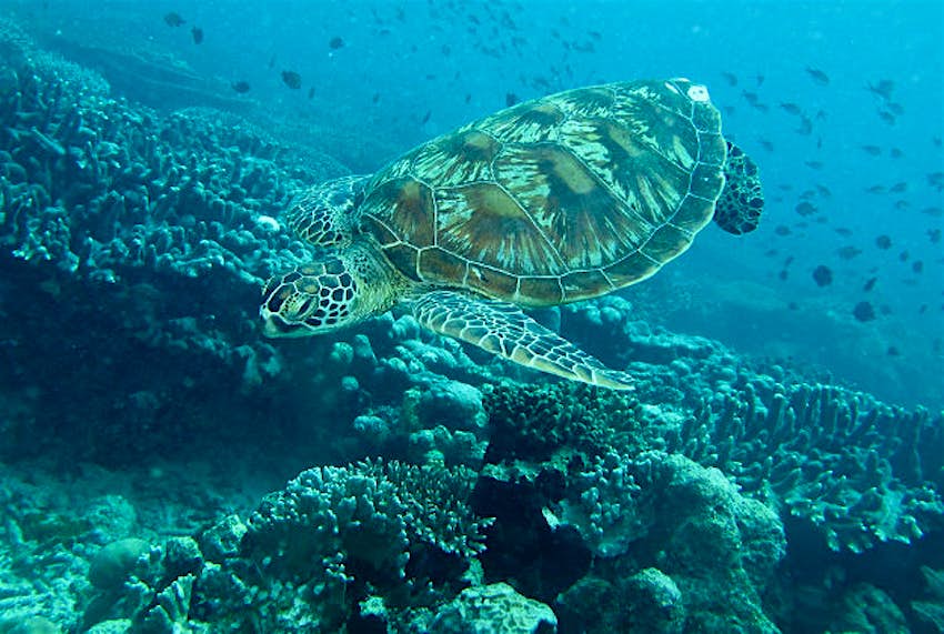 Travel News - Sabah Marine life around Sabah.