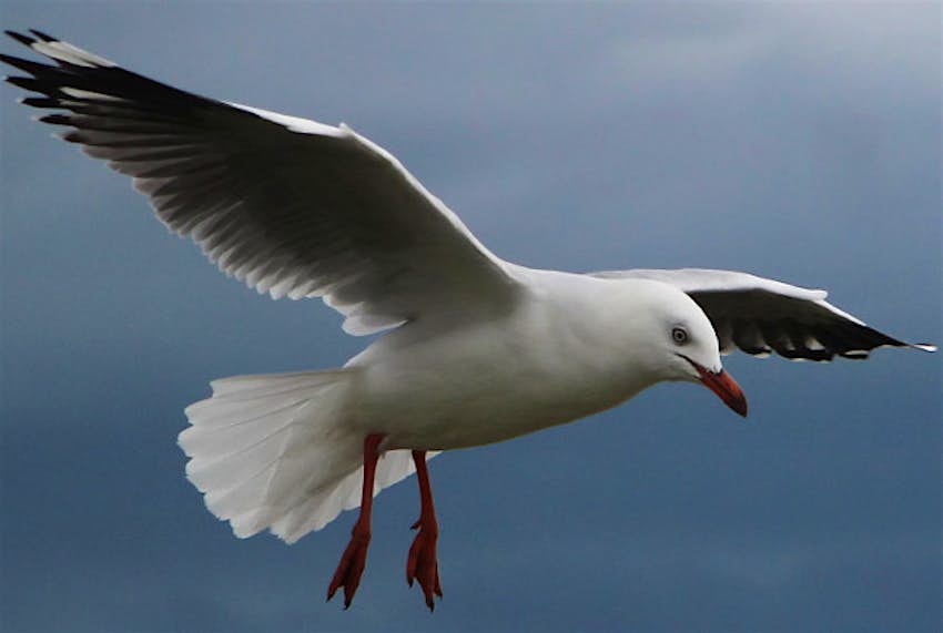 Travel News - Seagull bertknot Seagull