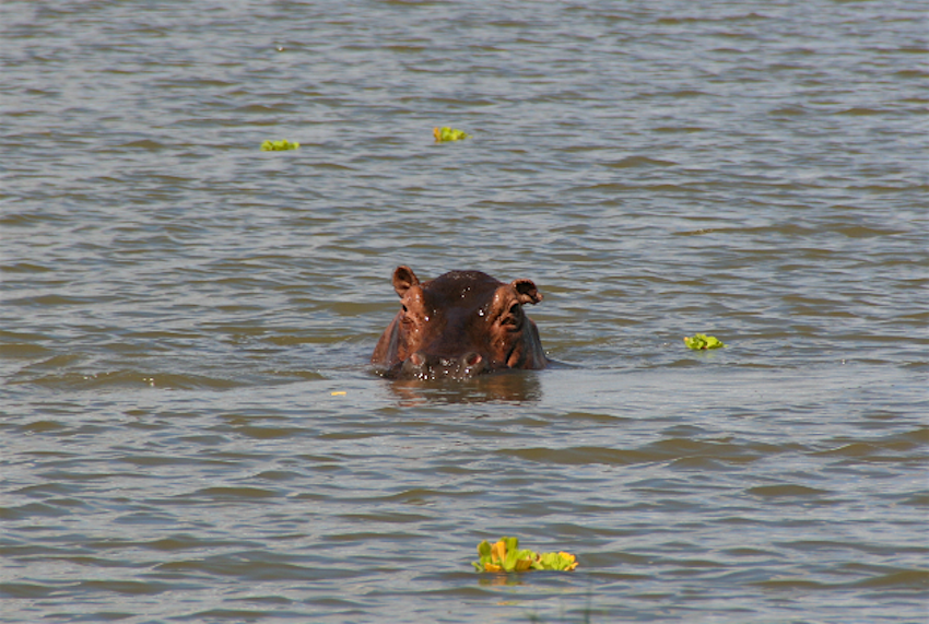 Travel News - SelousGameReserve A hippo swims at Selous Game Reserve, Tanzania.