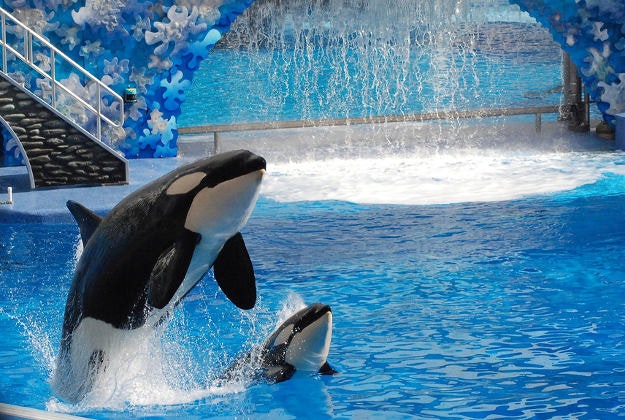 The Shamu show in Orlando, Florida.