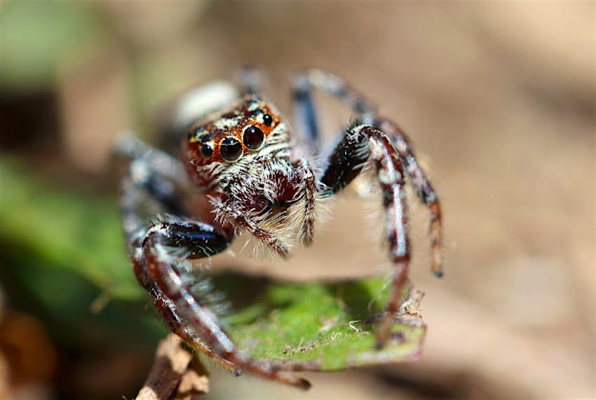 Travel News - Spider Even more spider species are being discovered in Australia.