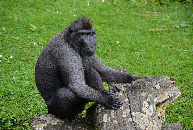 A Sulawesi macaque at Rotterdam Zoo.