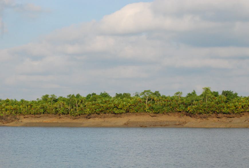 Sundarbans mangrove forest.