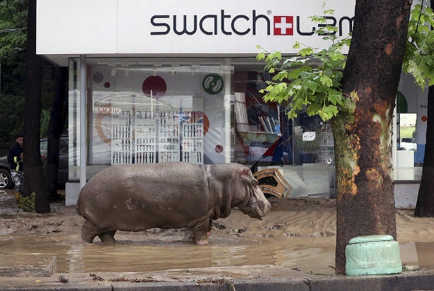 An escaped hippo roams Tbilisi after the deadly floods.