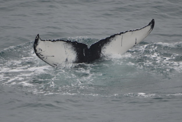 A humpback whale dives beneath the sea surrounding Iceland's coast.