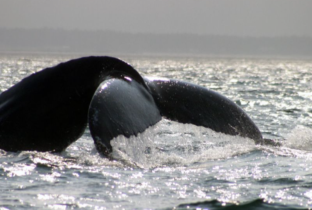 A rare sighting of a whale in the Bay of Fundy.