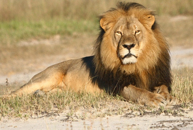 In this undated photo provided by the Wildlife Conservation Research Unit, Cecil the lion rests in Hwange National Park, in Hwange, Zimbabwe. 