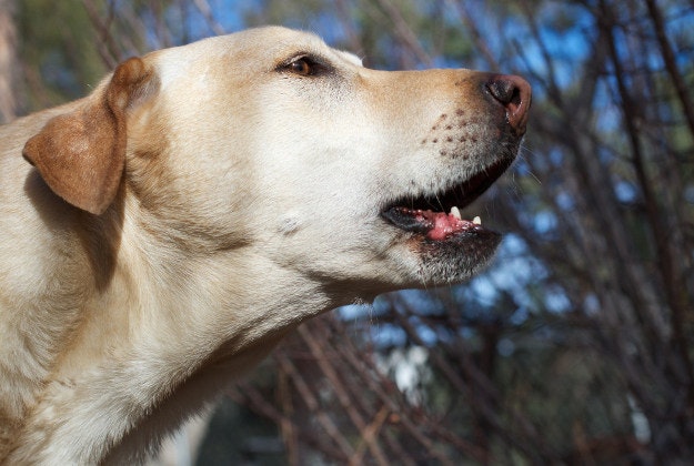Dogs banned from barking during naptime in Italian town.
