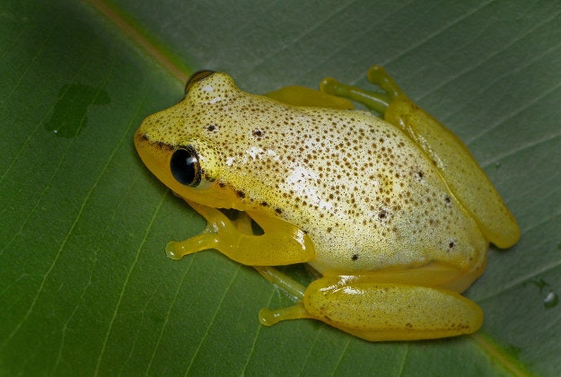 Madagascar's landscapes are teaming with different species of frog.