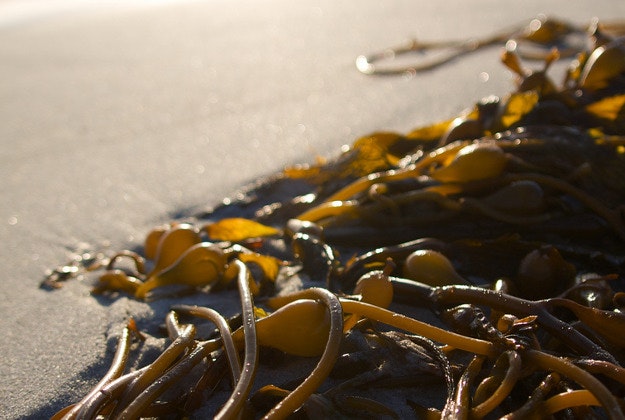 Seaweed causes environmental issues on Dominican shores.