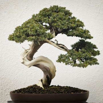 Travel News - Bonsai tree