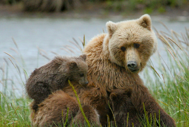 Brown bear and her cubs, Alaska.