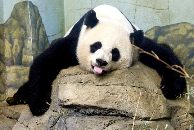 A giant panda at the National Zoo, Washington DC.
