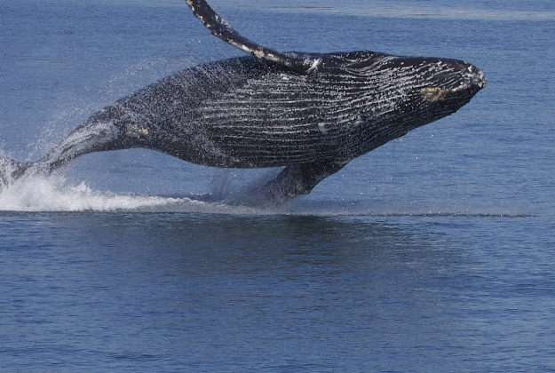Humpback whale.