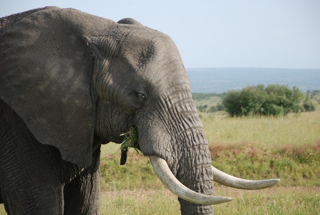 Kenya cracks down on illegal ivory trade.