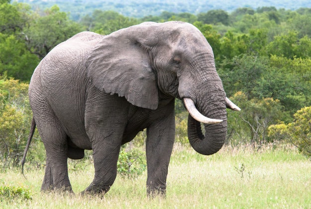 An elephant in the Kruger National Park.