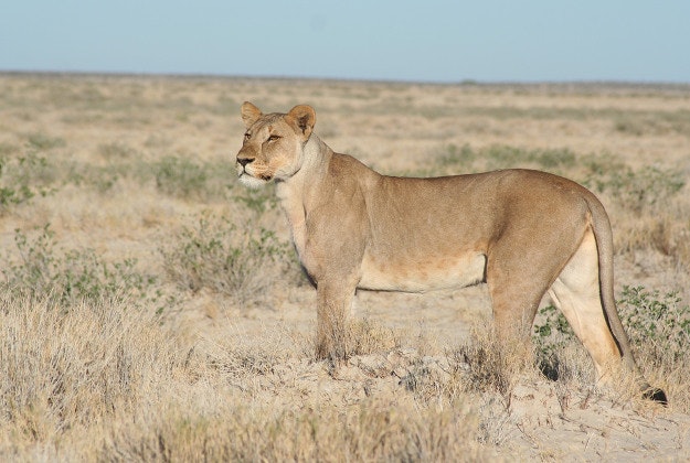 A lioness prowls through Etosha National Park, Namibia.