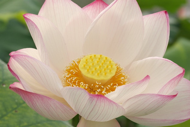 A lotus flower.